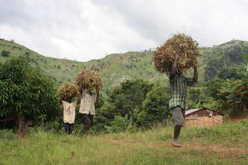 Haitian farmers