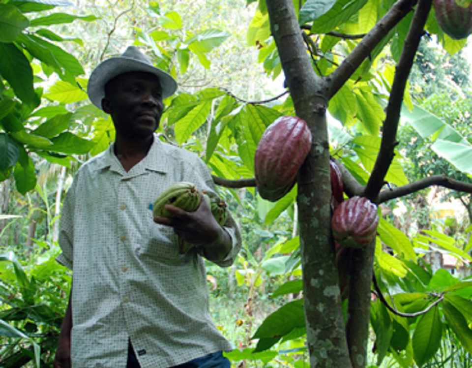 Haitian farmer